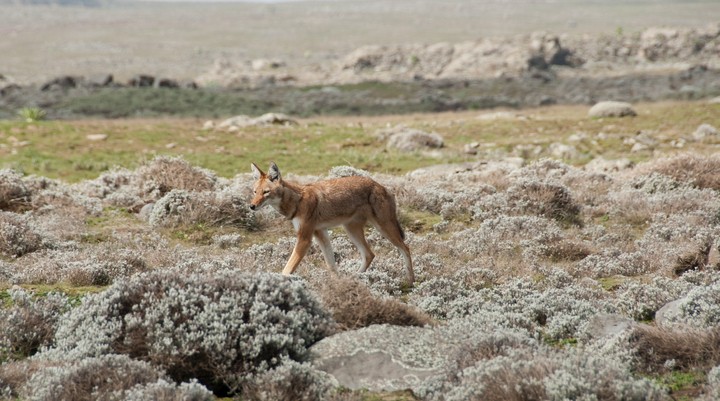 Simien Mountains National Park