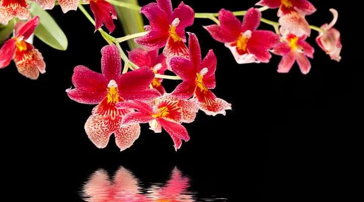 Orchid Gardens