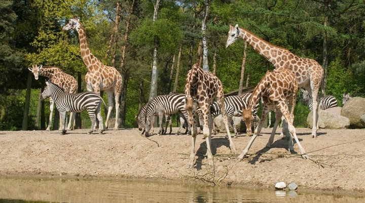 Burgers' Zoo