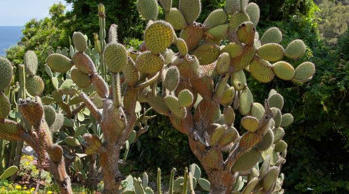 Jardi Botanic Pinya de Rosa