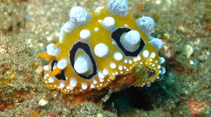 Duiken in El Salvador