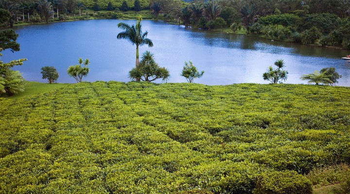Theeplantage Bois Chéri