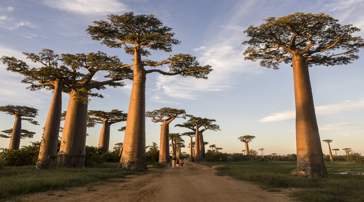 Boabab bomen op Madagaskar