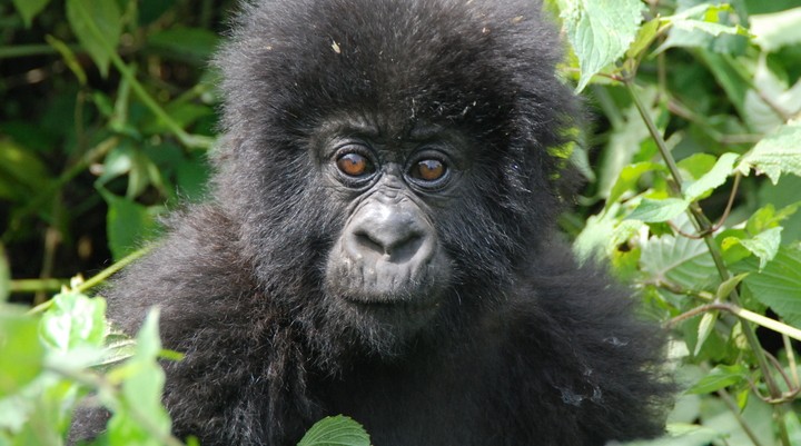 Het Akagera National Park