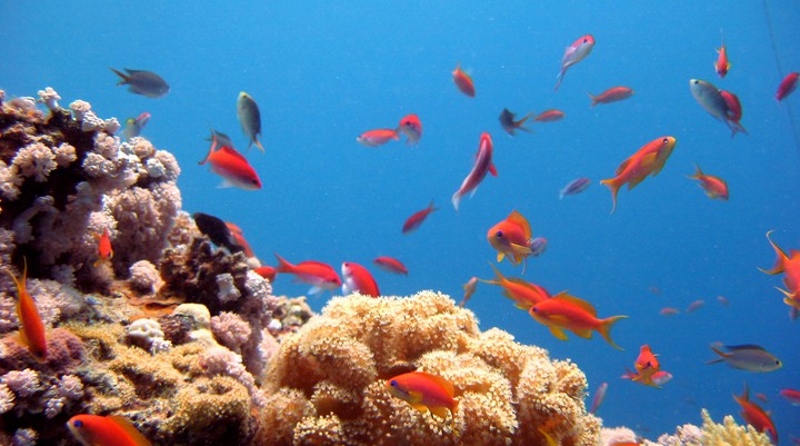 Duiken op Martinique