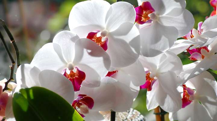 Orchideeën Hoeven