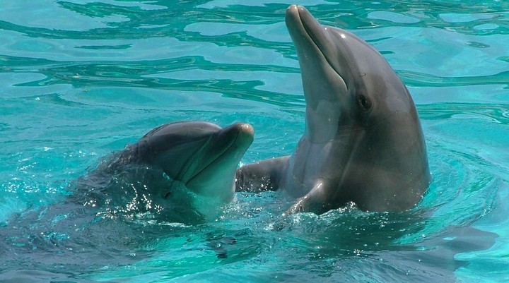 Aquario di Genova