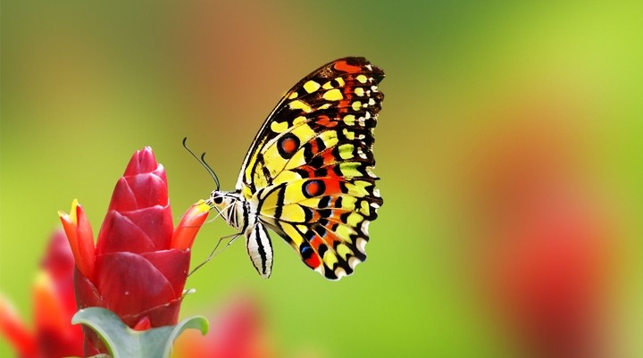 De vlindertuin