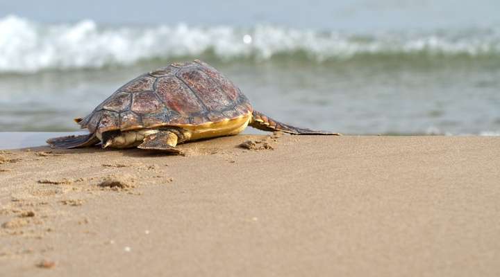 Schilpadden op het strand