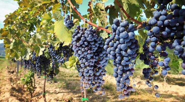Fête le Vin en Fête le Fleuve