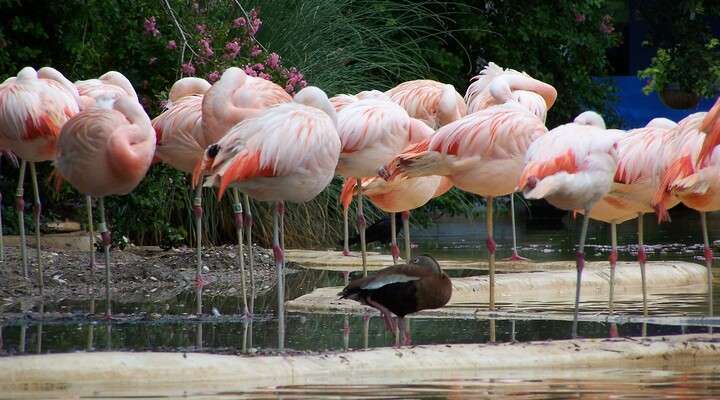 National Zoological Park of New Delhi