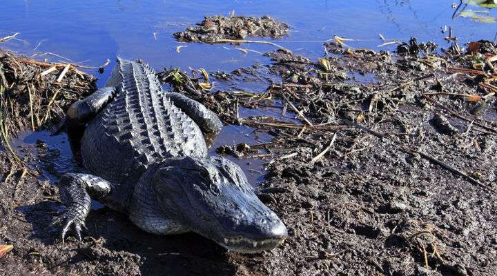 Everglades National Park