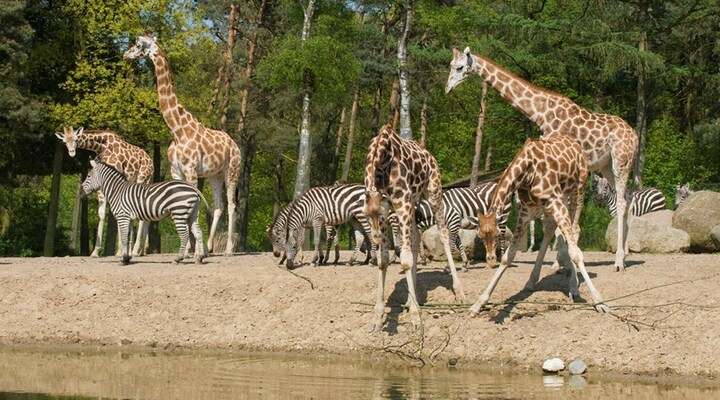 Burgers' Zoo