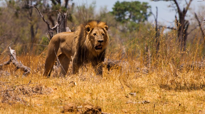 Moremi Game Reserve