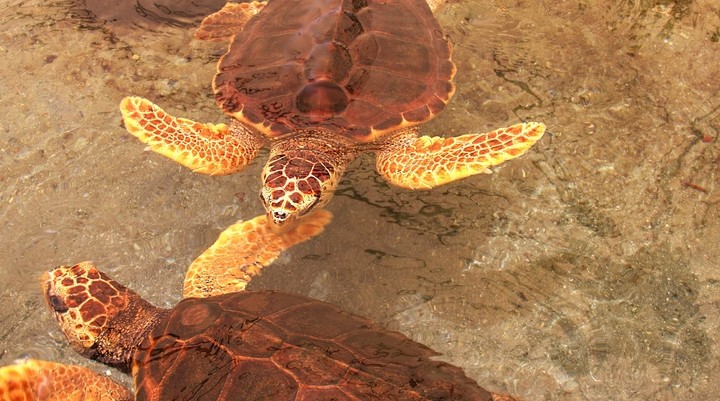 Carreta Carreta schildpadden
