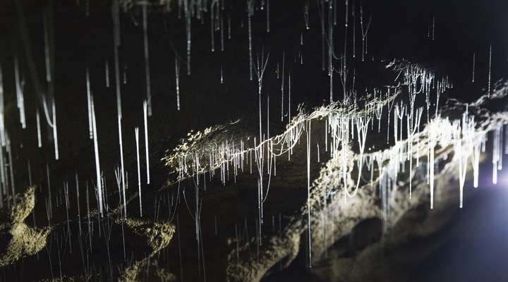 Waitomo Glowworm Caves
