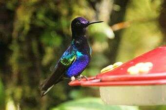 Ecuador: het land van de vogels