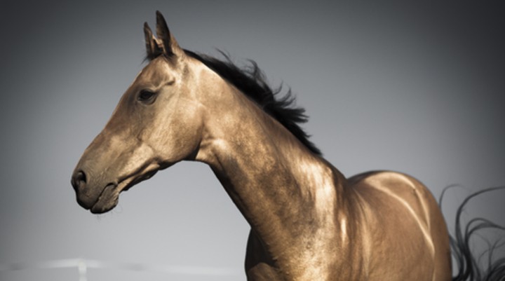 Paardenraces Turkmenistan