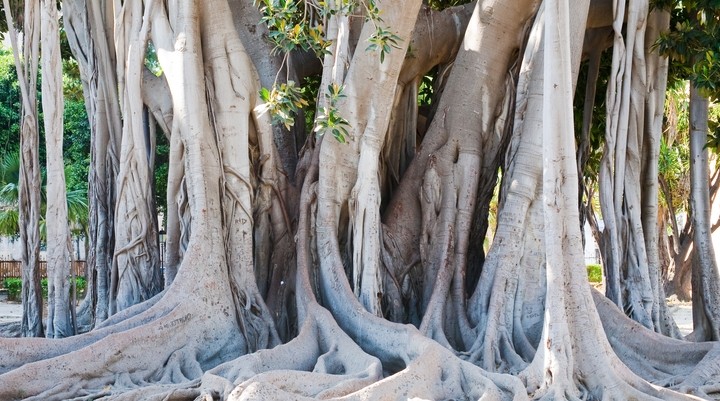 Orto Botanico di Palermo