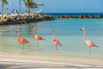 5 x typisch Aruba