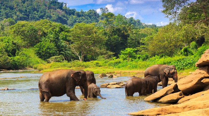 Pinnewala Elephant Orphanage