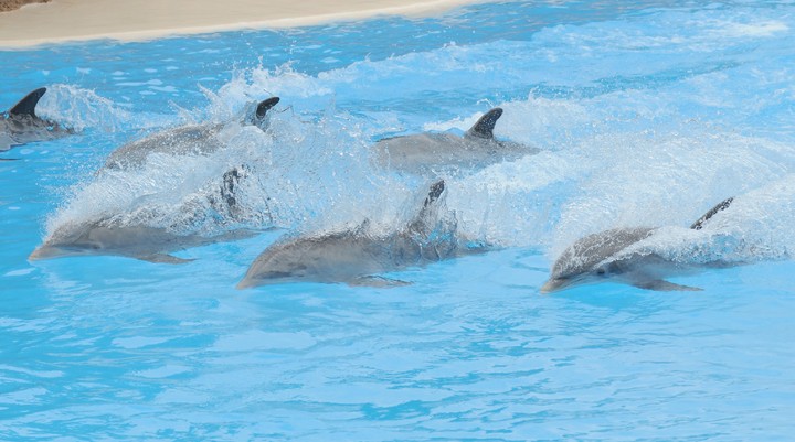 Negril Dolphin Cove