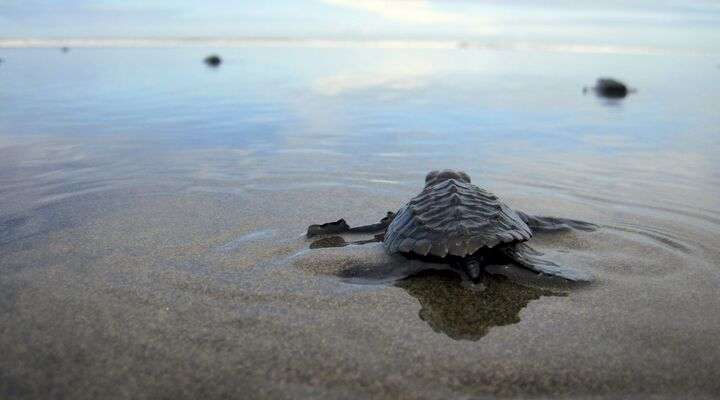 Schildpaddenproject