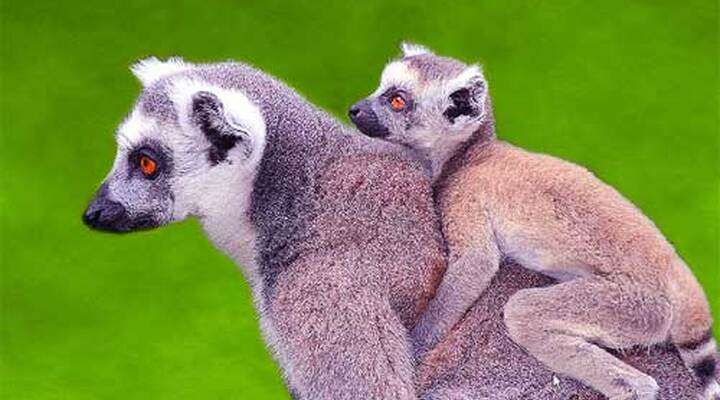 Tsimbazaza Zoo
