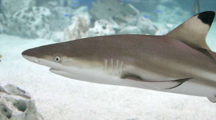 Sea Life