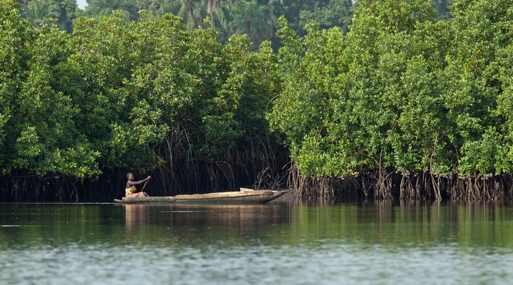 de mangrove in Gambia