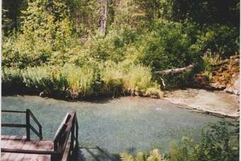 Beren en elanden in Canada