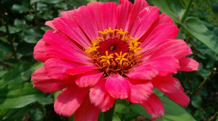 Botanische tuin Lancetilla