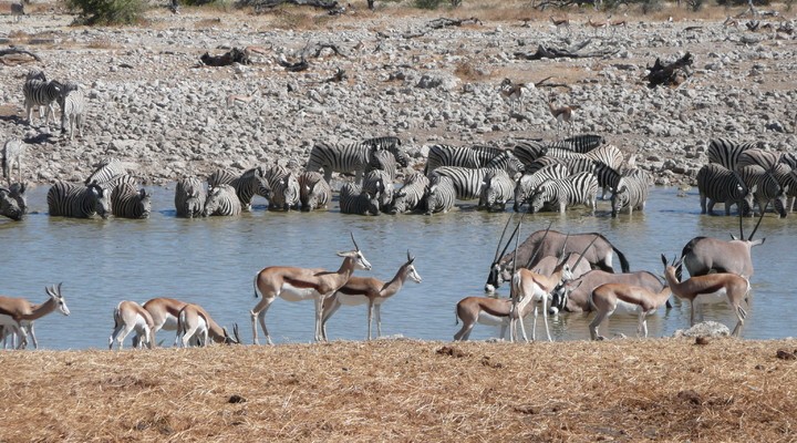 Nationaal park Namibië