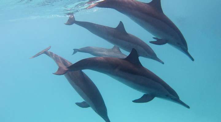 Dolphin Reef