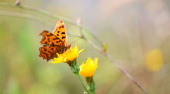 Butterfly Farm