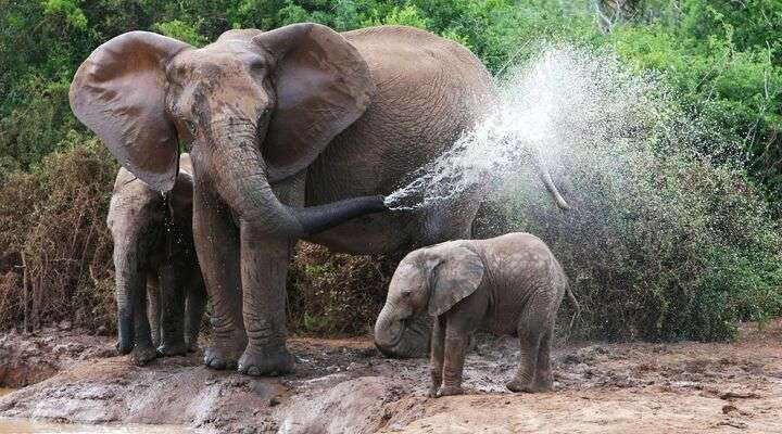 The Babile Elephant Sanctuary