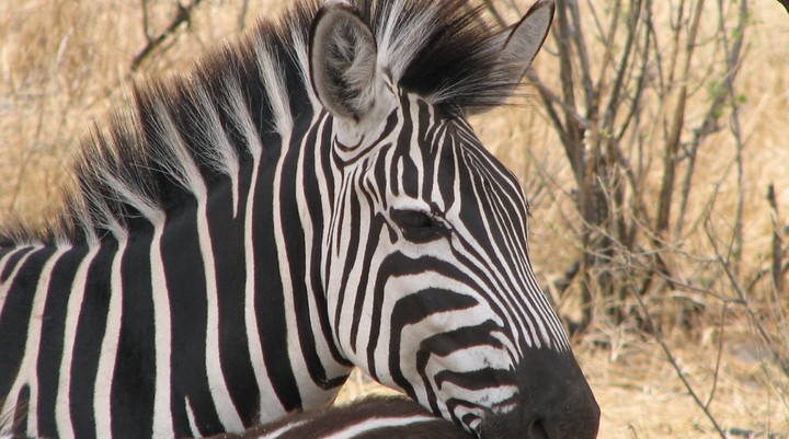 Luangwa National Park