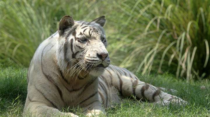Bandhavgarh National Park