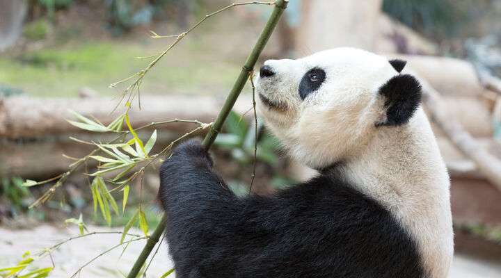 Wolong National Nature Reserve