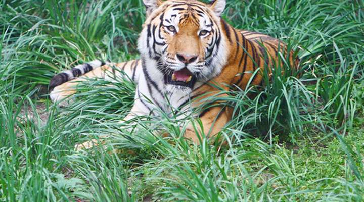 Kanha National Park