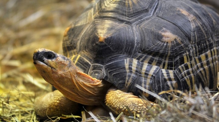 Tortoise Village