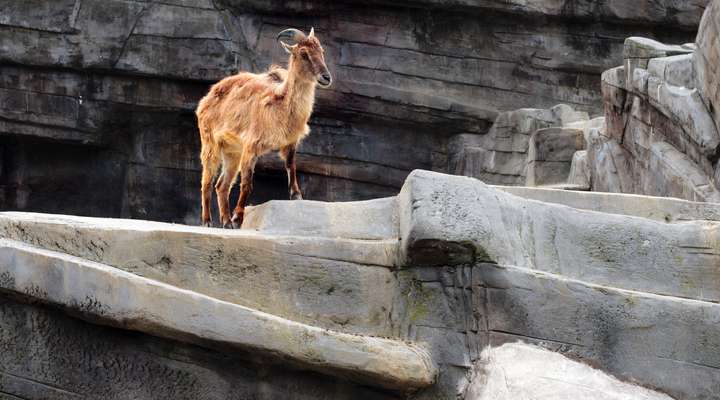 Antwerpse Zoo