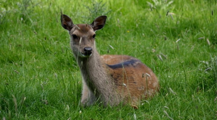 Richmond Park