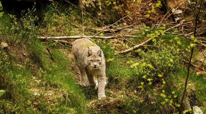 Kristiansand Zoo
