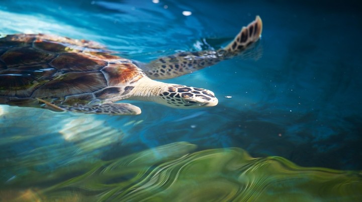 Turtle Hatchery