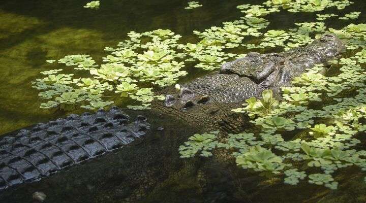 Kachikally Crocodile pool