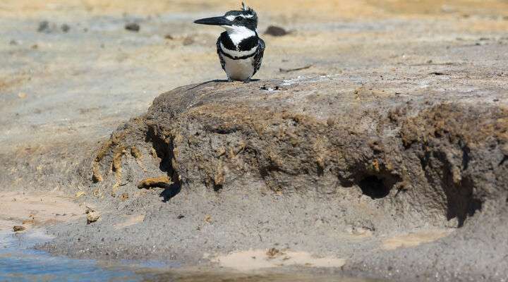 Vogelspotten