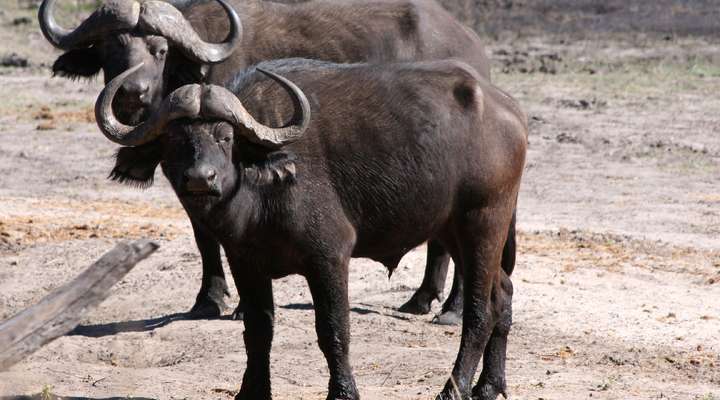 Hwange National Park
