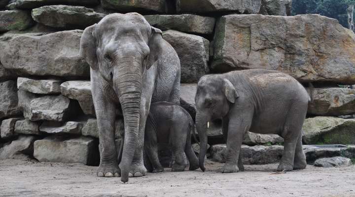 Wildlands Adventure Zoo Emmen