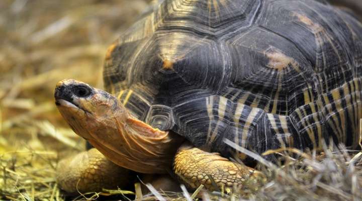 Tortoise Village
